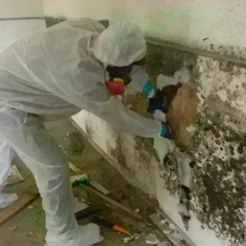 Mold Remediation and Removal in Washington, PA